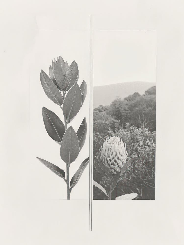 Protea Flower Photo Collage 3