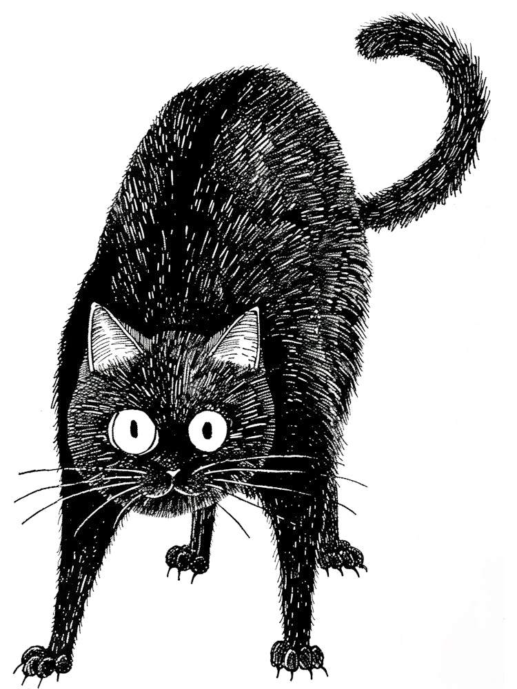 Black Cat