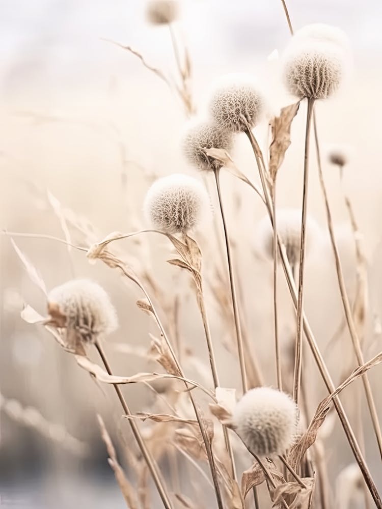 Dried Plants 3