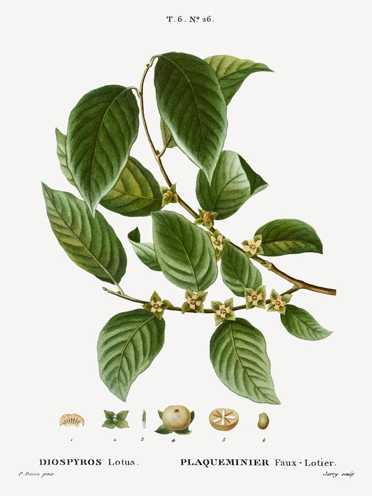 Date Plum, Pierre Joseph Redoute