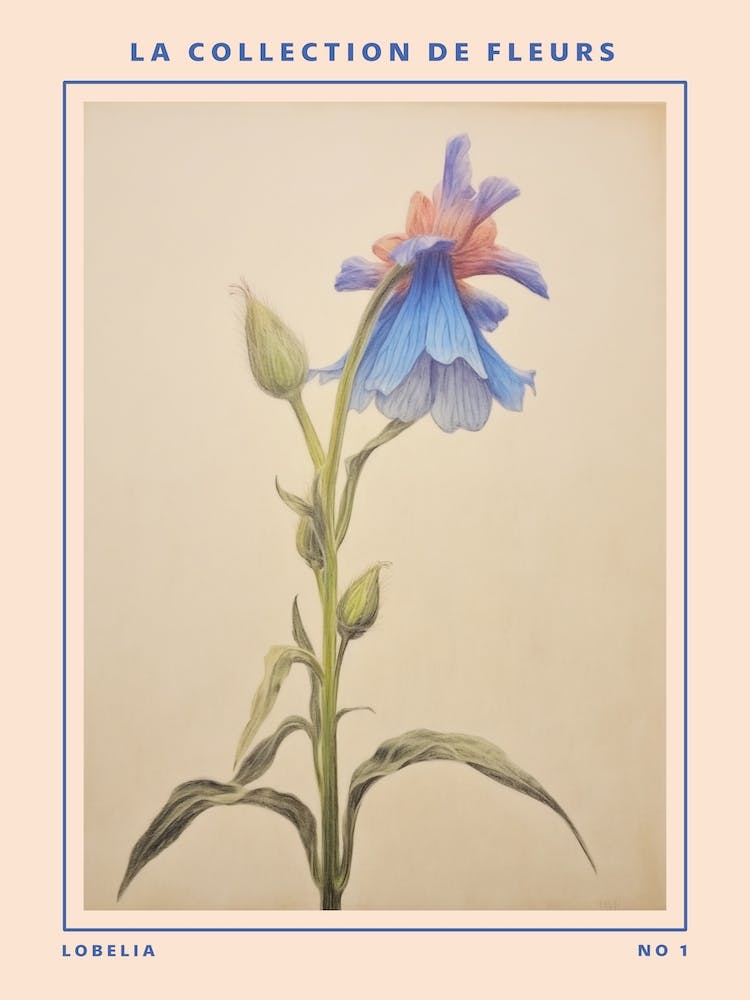Lobelia French Flower Botanical Poster