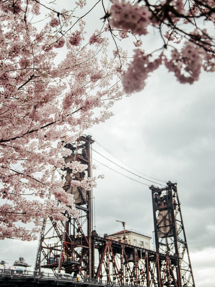 Cherry Blossoms Steel Bridge