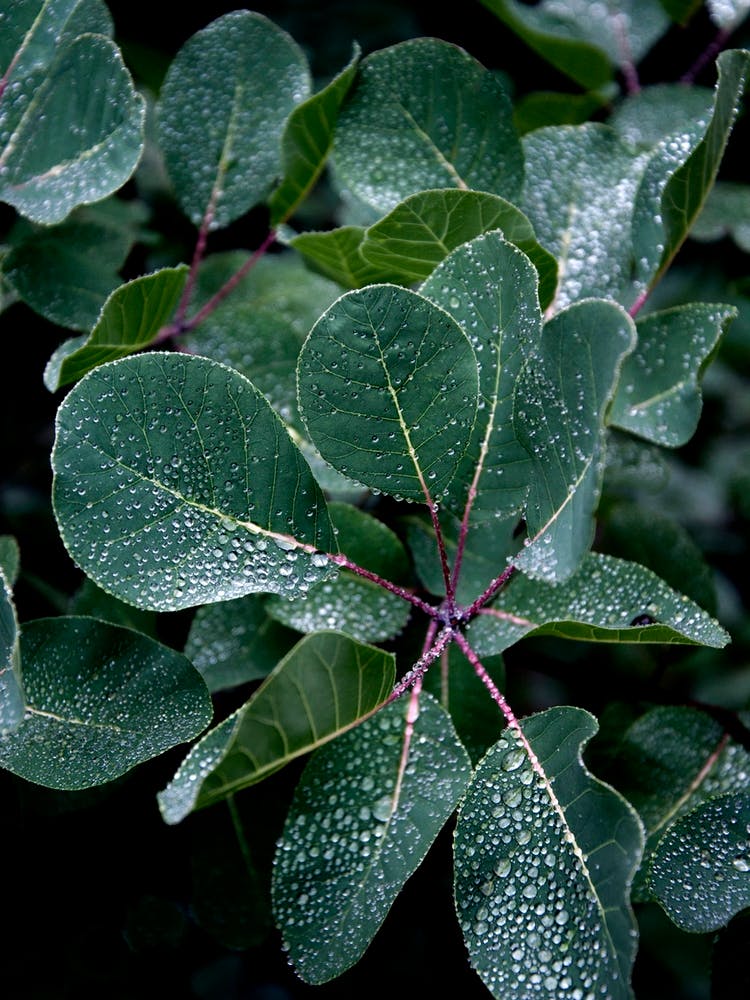 Misty Forest Morning