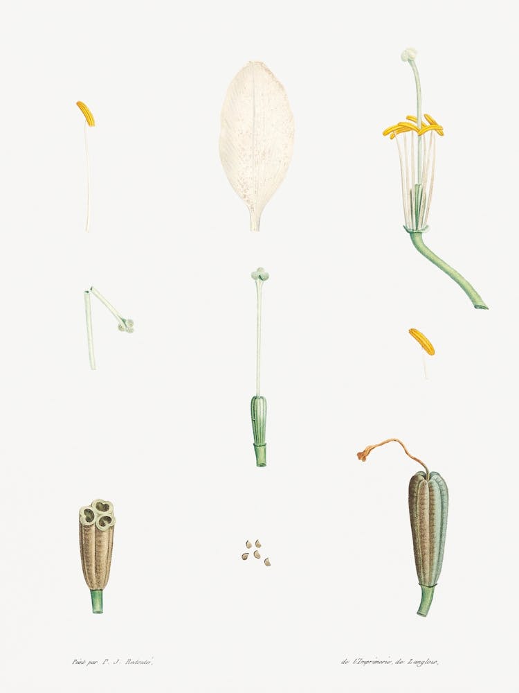 Flower parts from La Botanique de J. J. Rousseau, Pierre Joseph Redoute