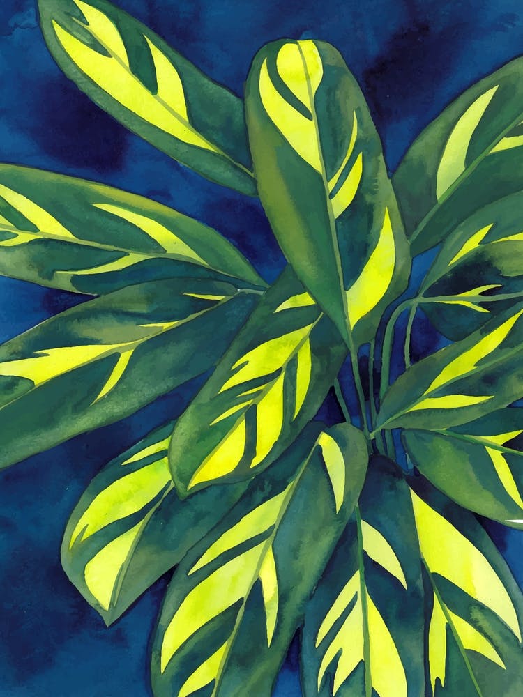 Calathea Lubbersiana