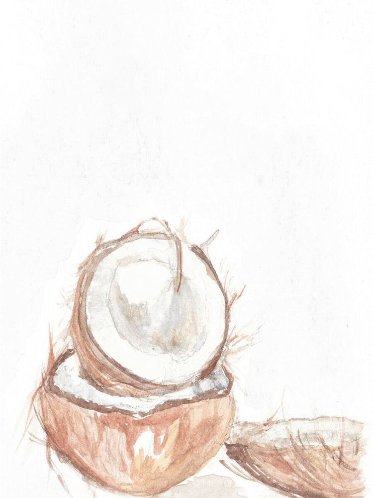 Watercolour 3 Coconuts