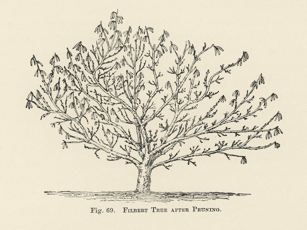 Vintage Illustration Baum, John Wright