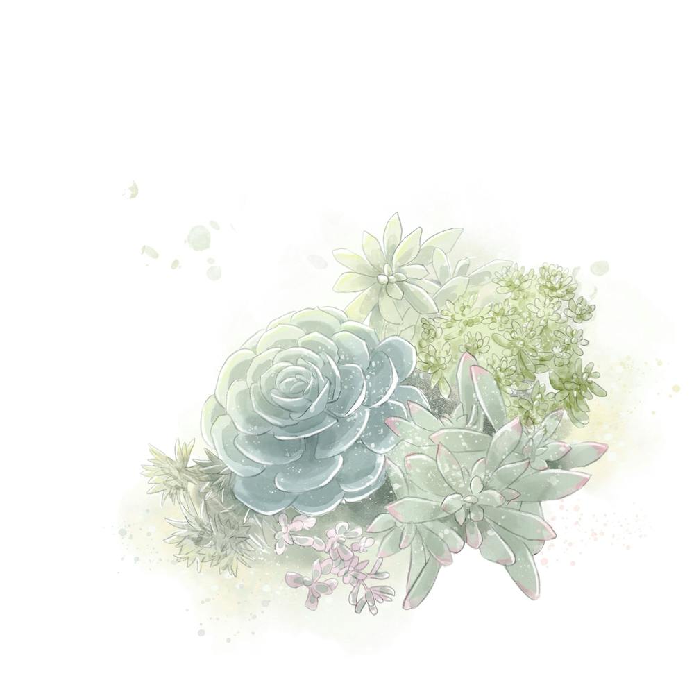 Succulent Square