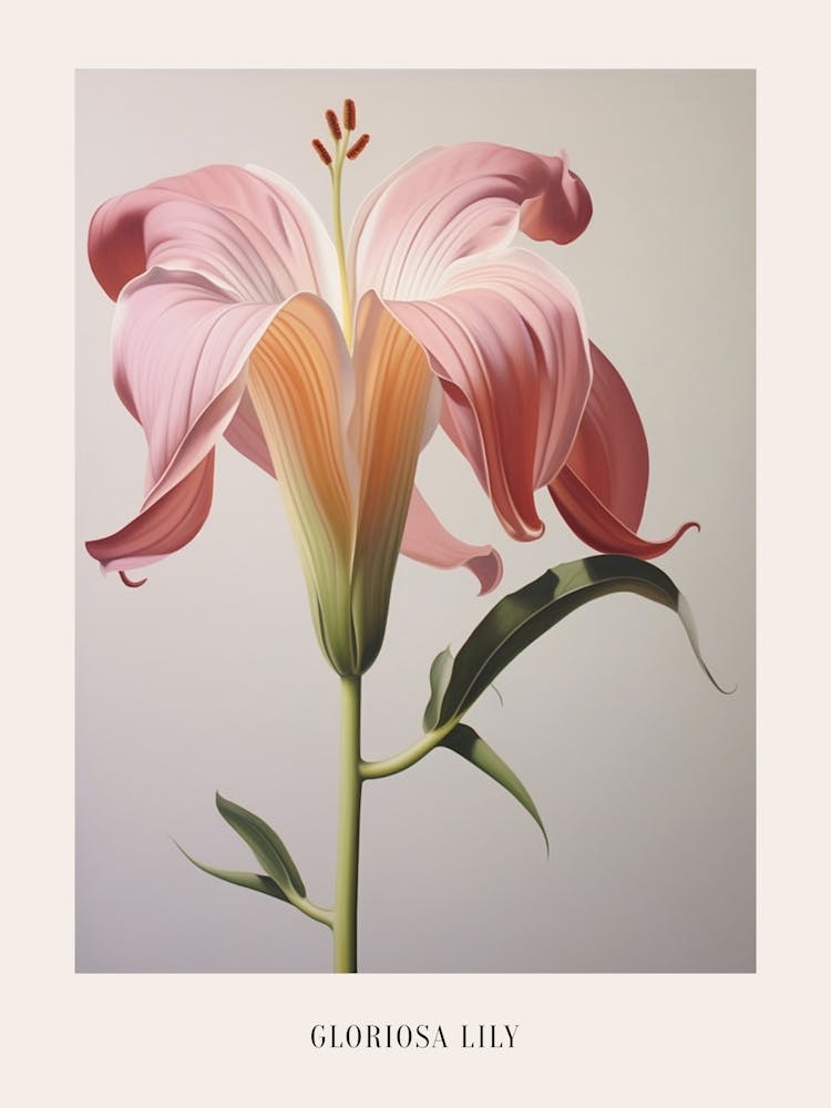 Floral Illustration Gloriosa Lily 1 Poster