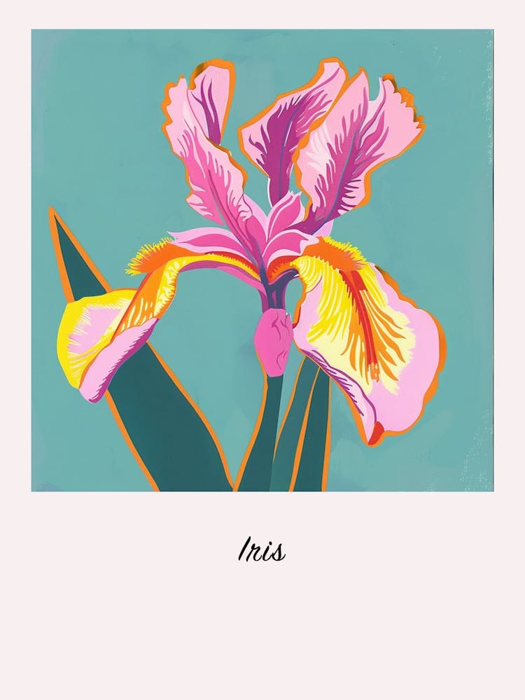 Iris 1 Square Flower Illustration Poster