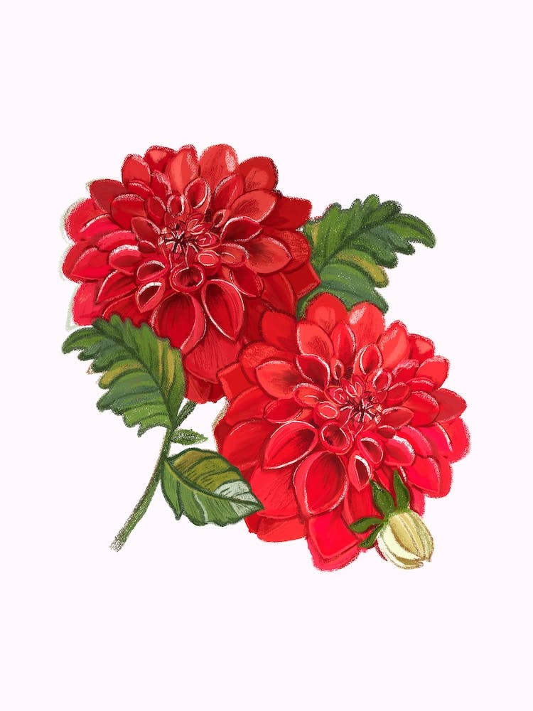 Red Dahlia Flowers
