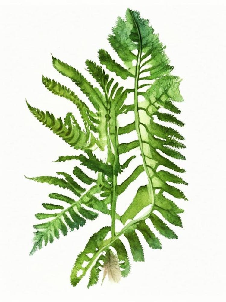 Northern Lady Fern Wildflower Watercolour 1