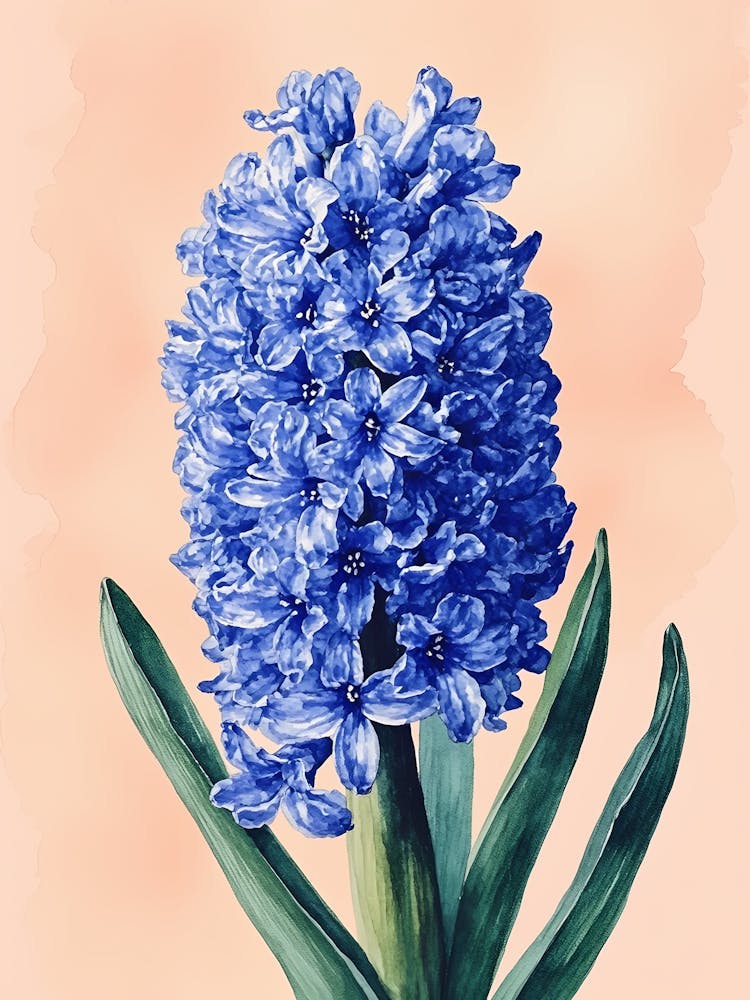 Blue Hyacinth