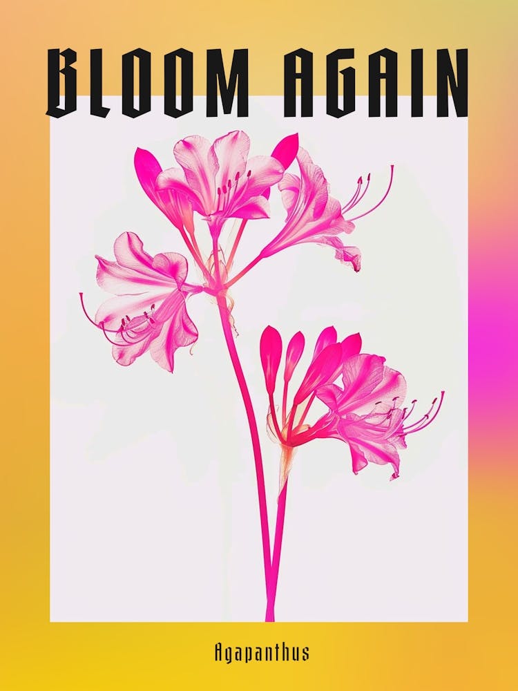 Hot Pink Agapanthus 3 Poster