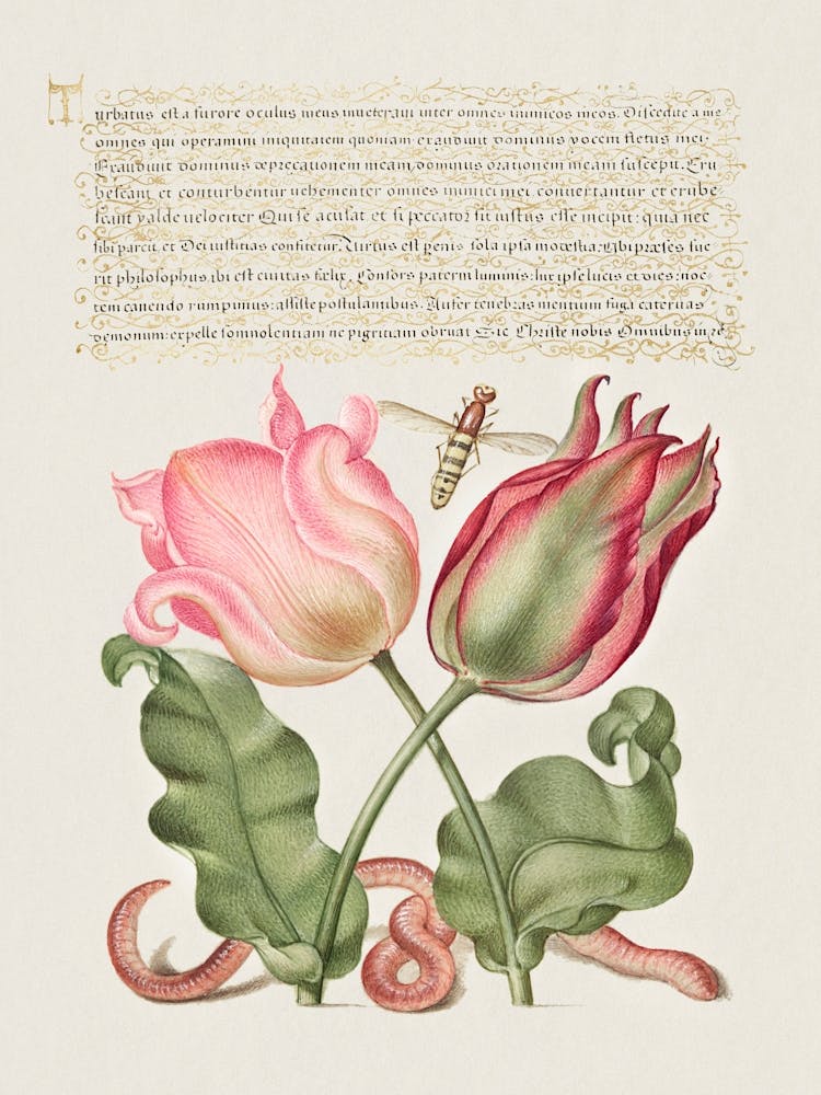 Tulips, Insect, And Worm From Mira Calligraphiae Monumenta Or The Model Book Of Calligraphy, Joris Hoefnagel