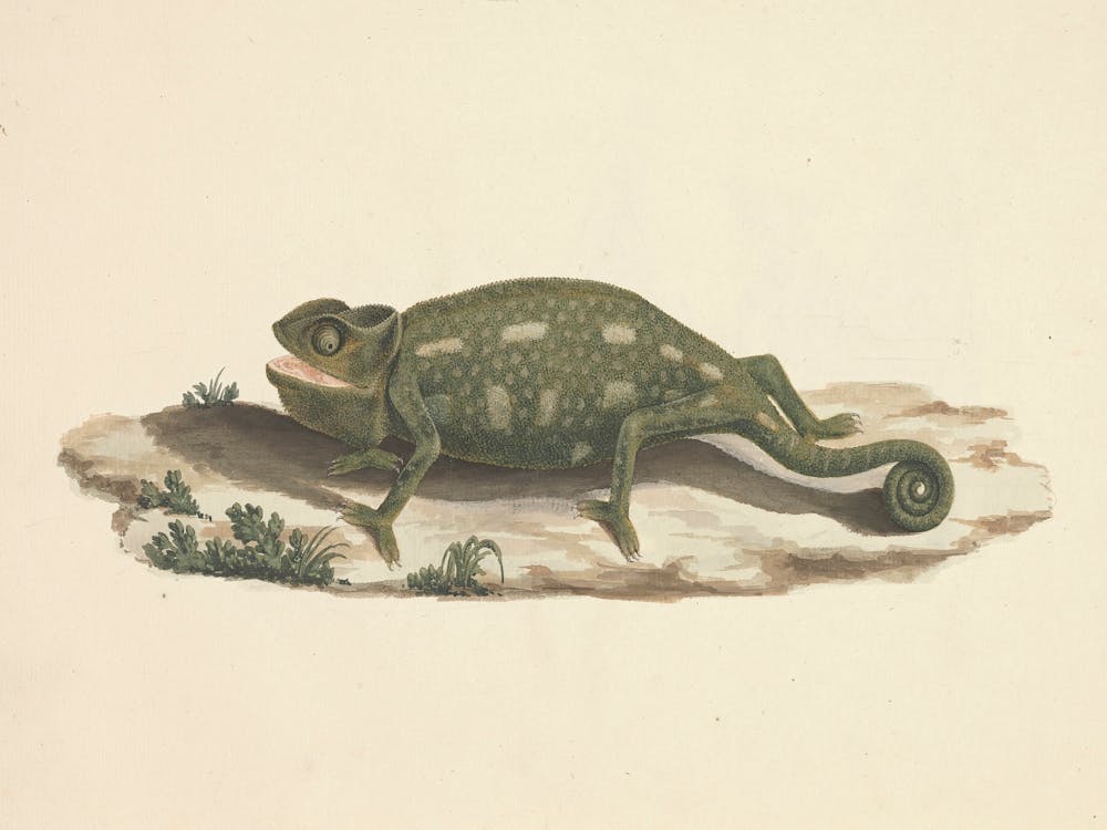 Unidentified Chameleon, Luigi Balugani