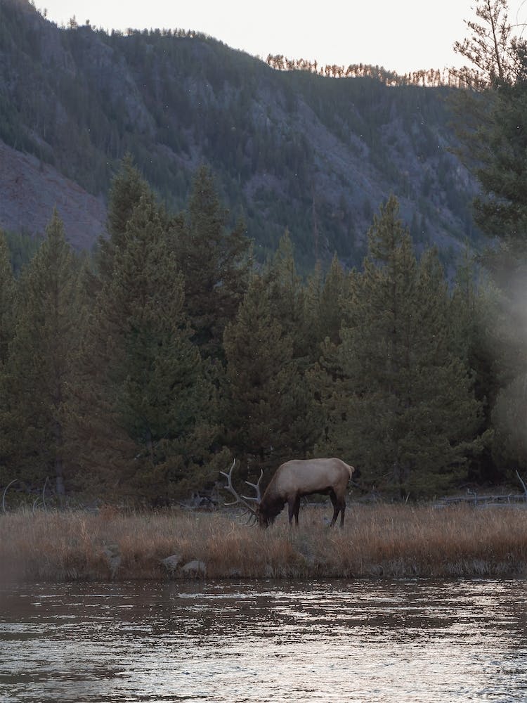 Elk Grazing Near Creek