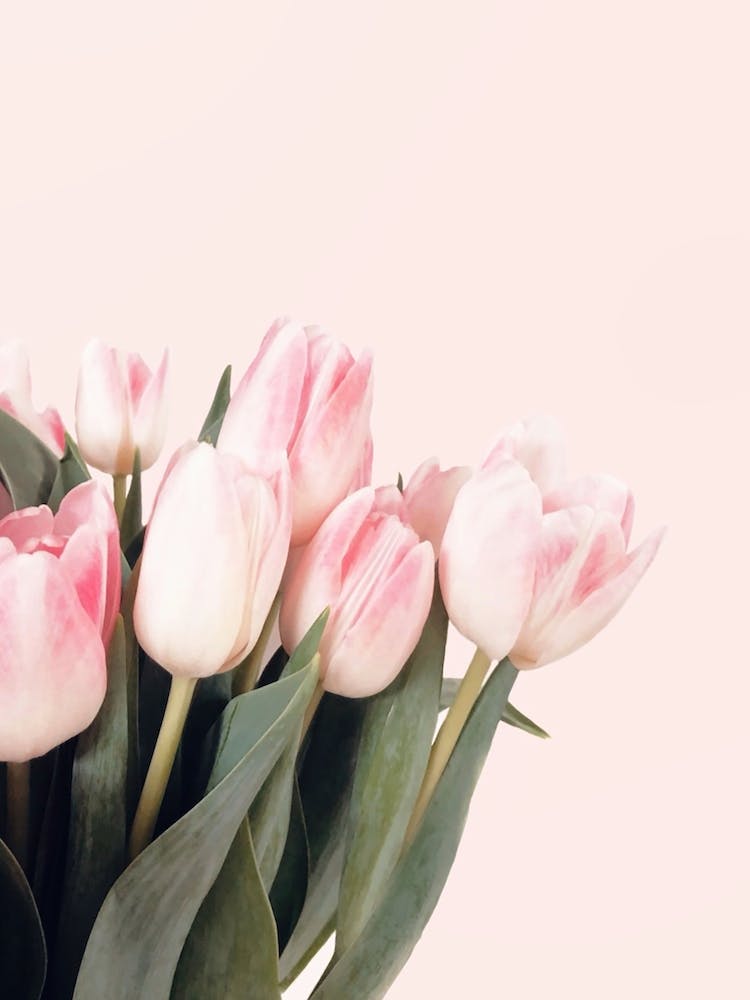 Pink Tulips