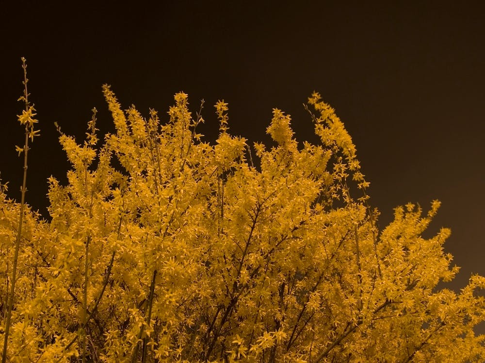 Yellow Bush