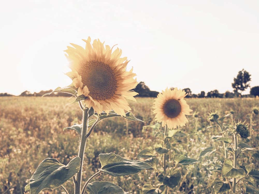 Summer Sunflower Field
