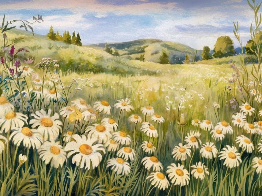 Daisy Field