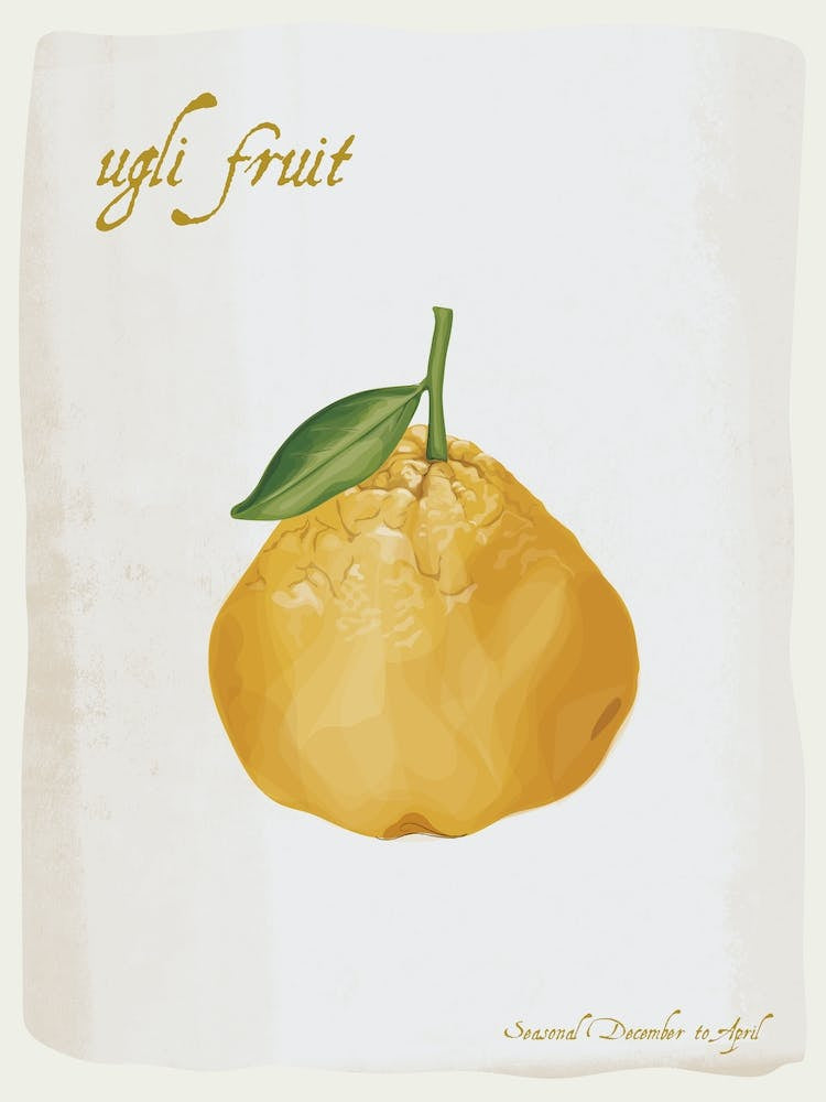Ugli Vintage illustration Print