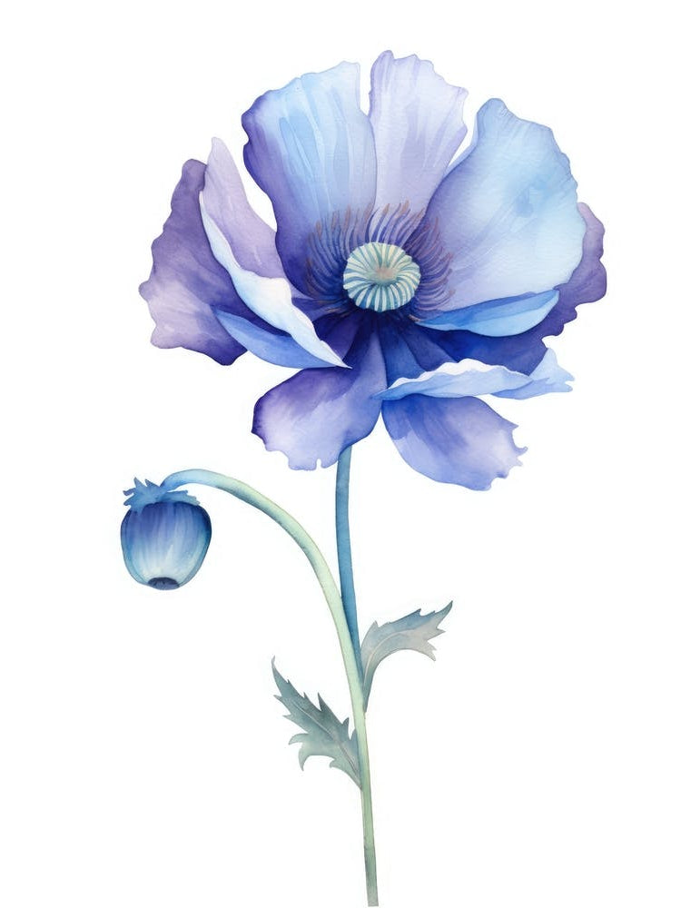 Watercolor Blue Poppy
