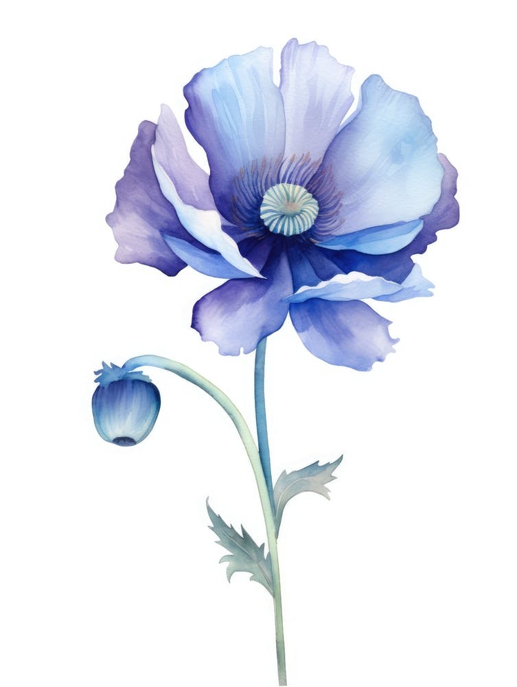 Watercolor Blue Poppy