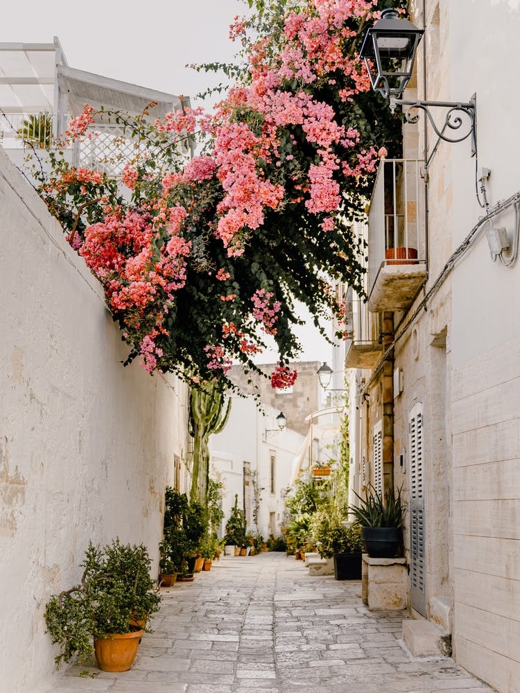 Pink Bougainvillea, pink flowers in the streets of Puglia, Italy | travel photography 1