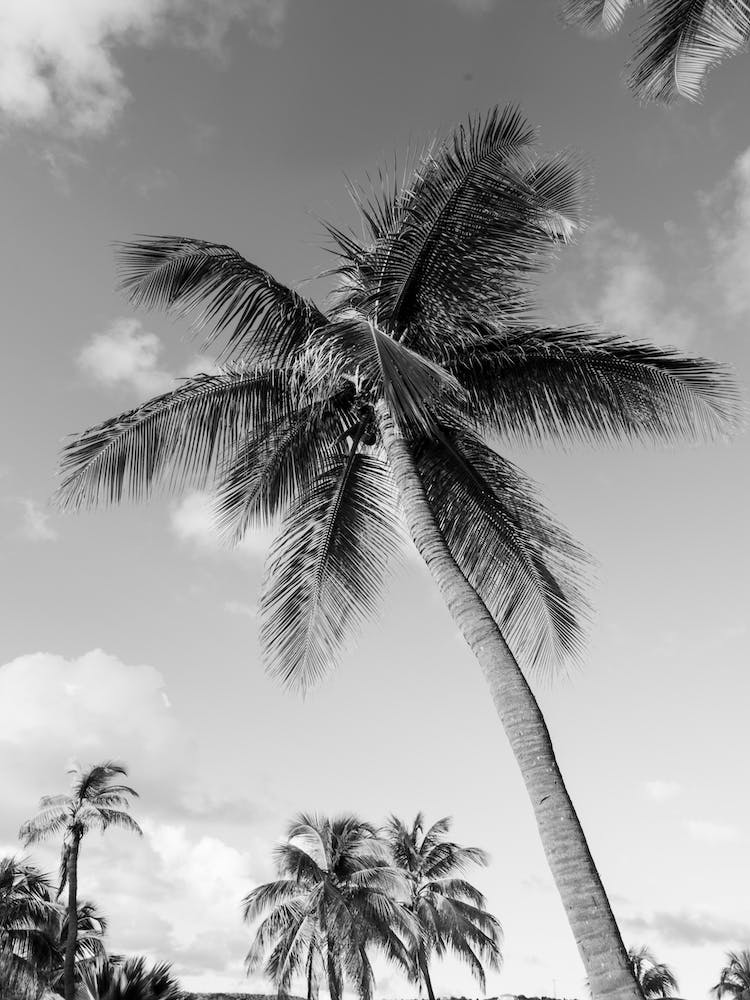The Perfect Palm