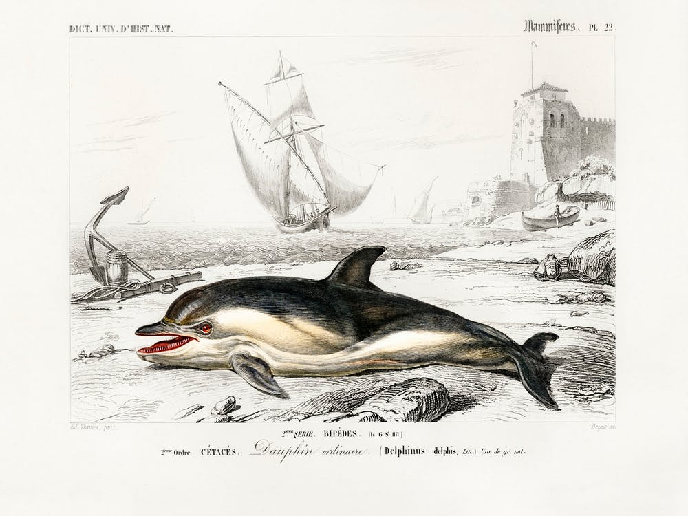 Delphinus Delphis, Charles Dessalines D'Orbigny