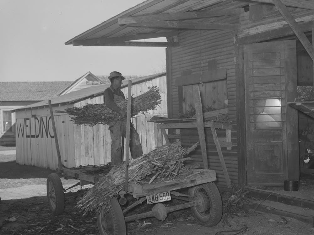Farmer Unloading A Trailer Of Corn At Feed Mill, Taylor, Texas By Russell Lee