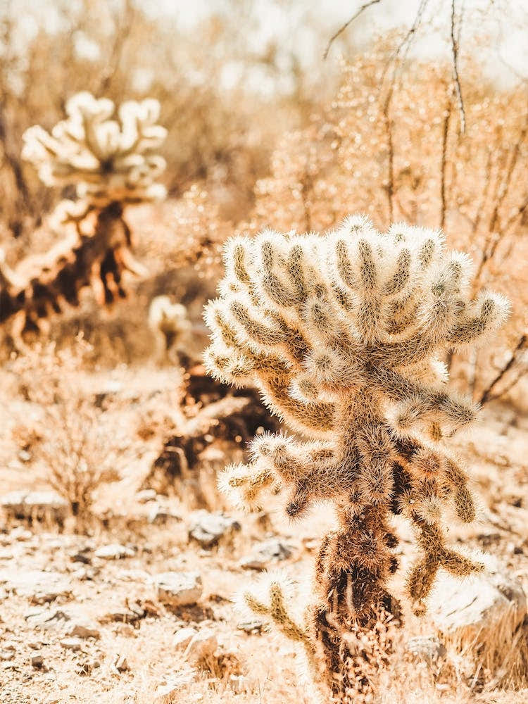 Cholla Cactus Desert