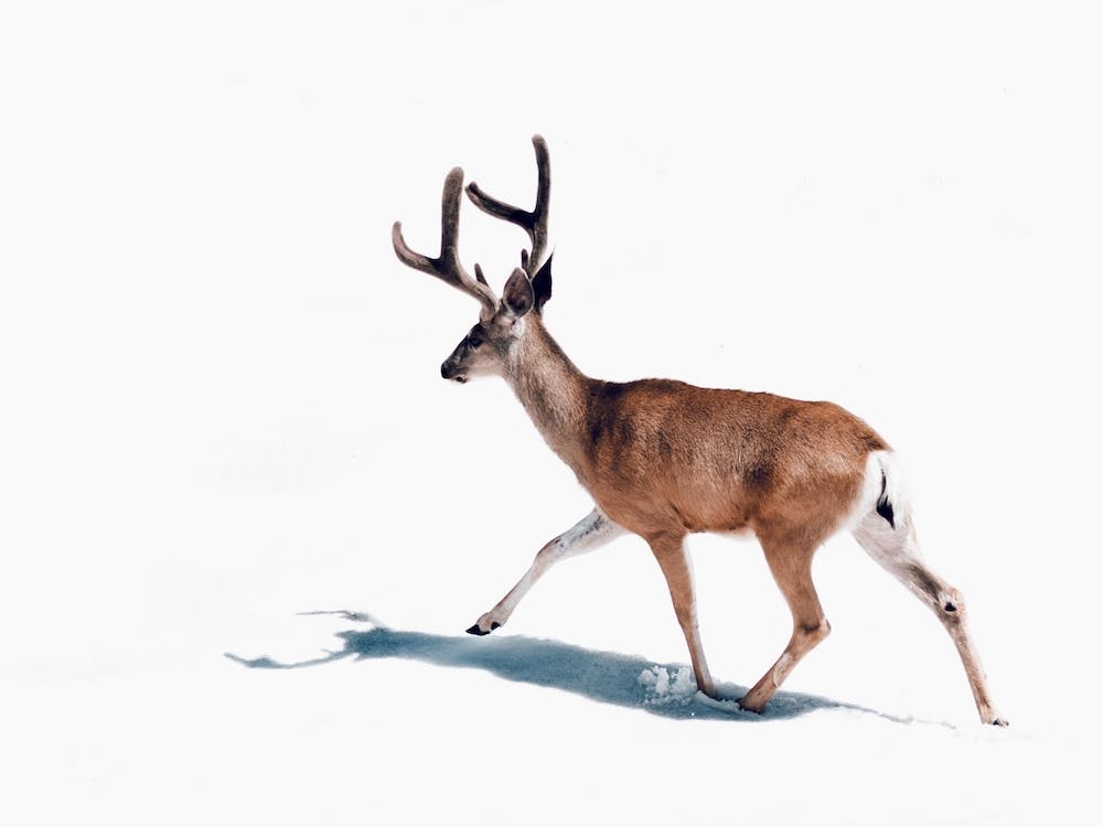 Winter Buck Deer