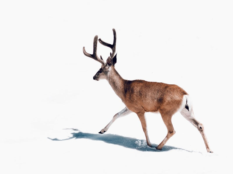 Winter Buck Deer