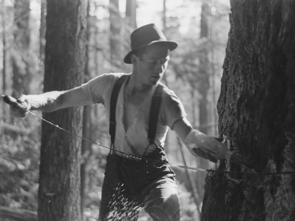 Faller Puts Oil On Saw As He Falls Tree, Long Bell Lumber Company, Cowlitz, Washington By Russell Lee 1