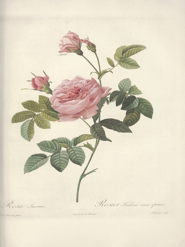 Rose Illustration, Pierre Joseph Redoute (4) 1