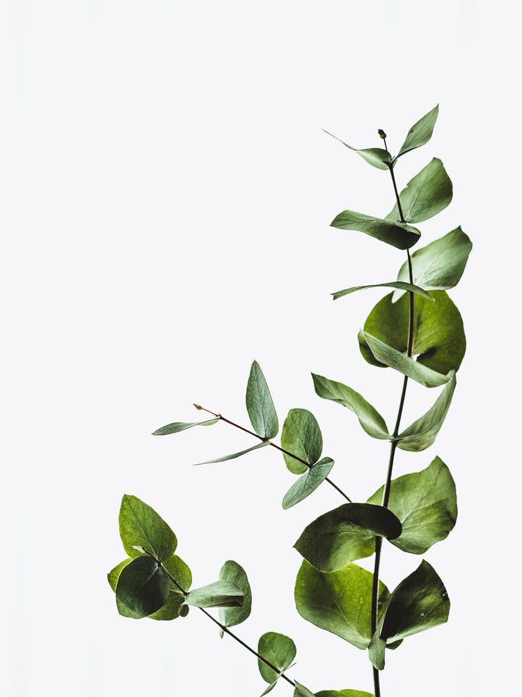 Eucalyptus Leaves On White Background