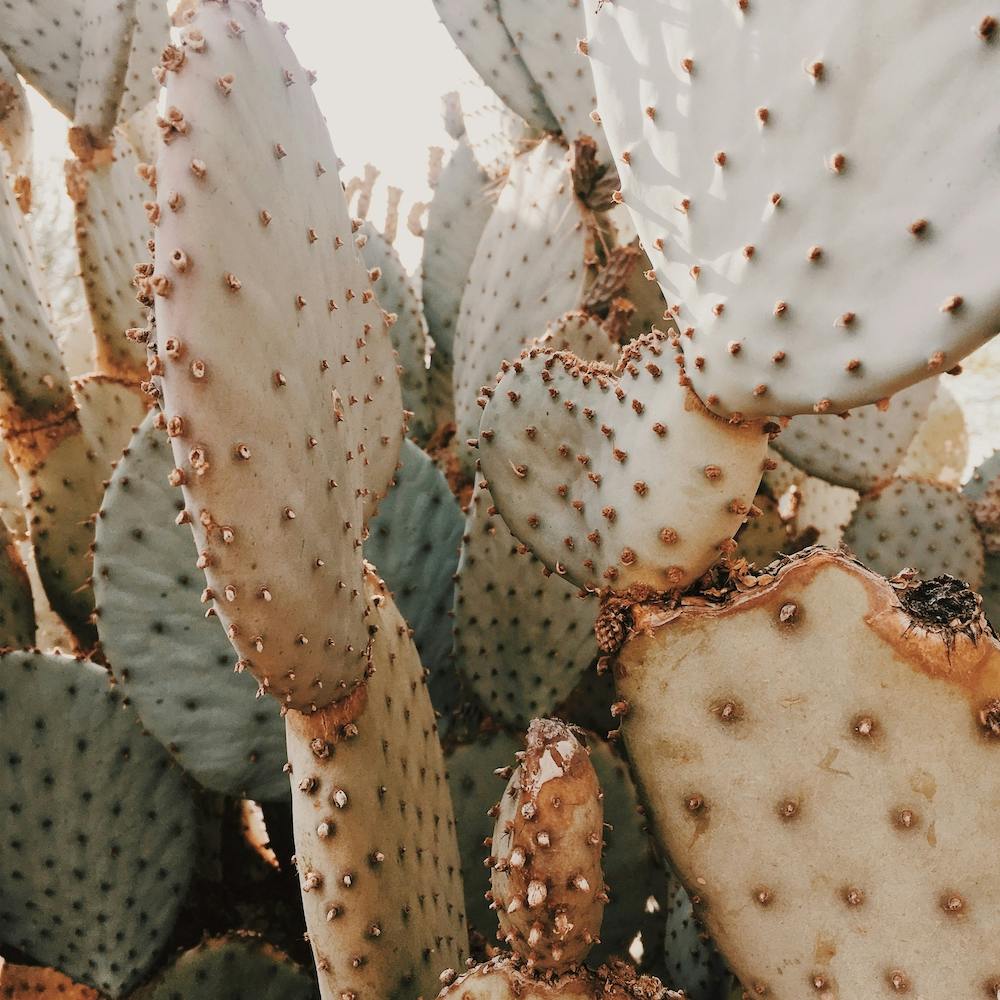 Cactus Plant Square