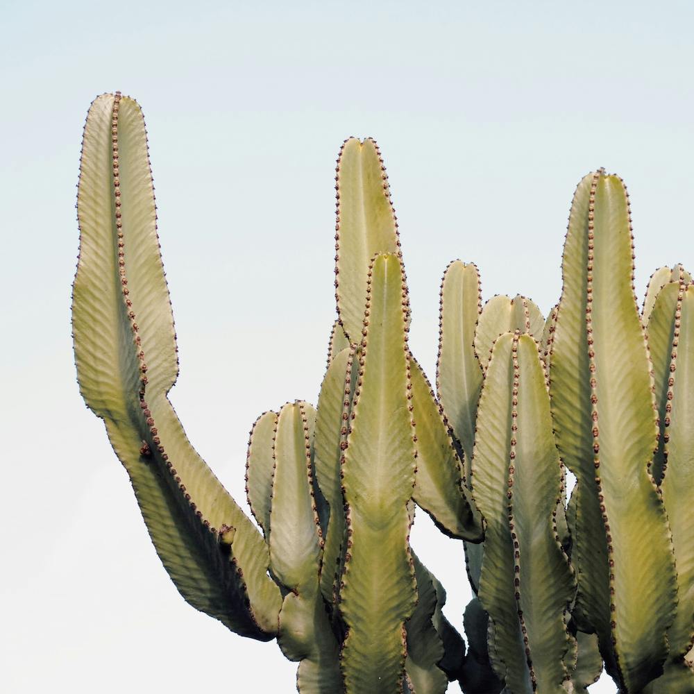 Green Cactus Square