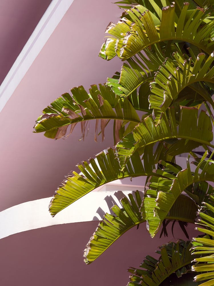 Palm Leaves With Pink Art Deco Architecture 1