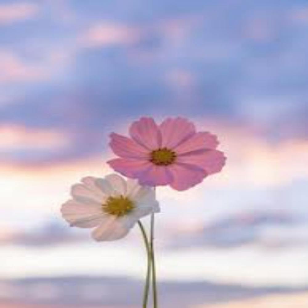 Cosmos Flowers At Sunset
