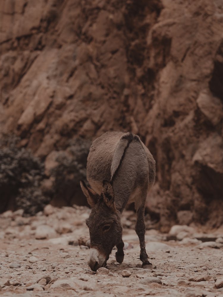 Desert Burro