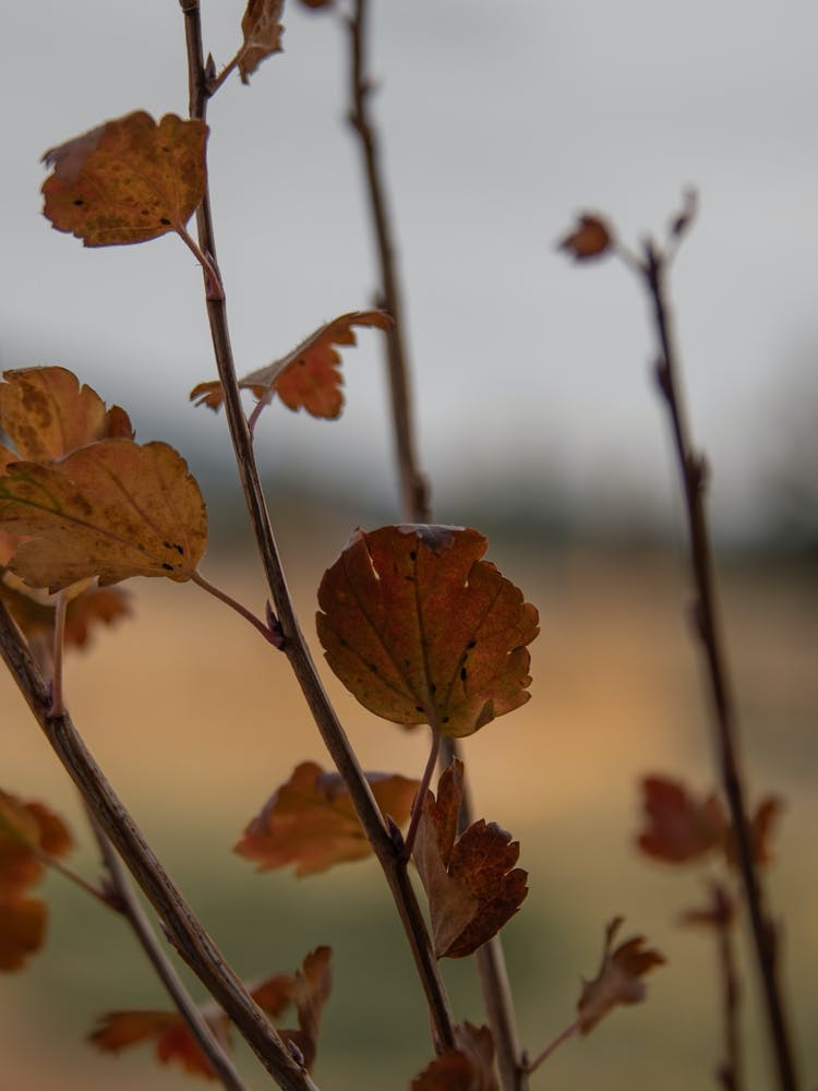 Autumn Leaves Wall Decor