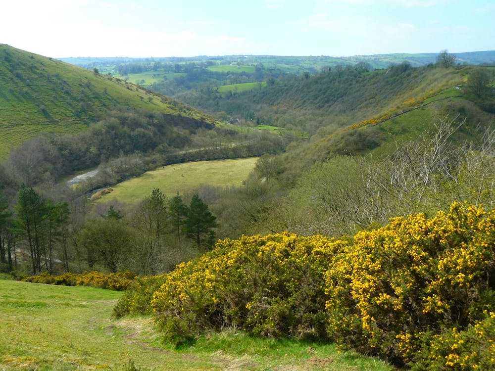 Valley Of The Yellow Flowers