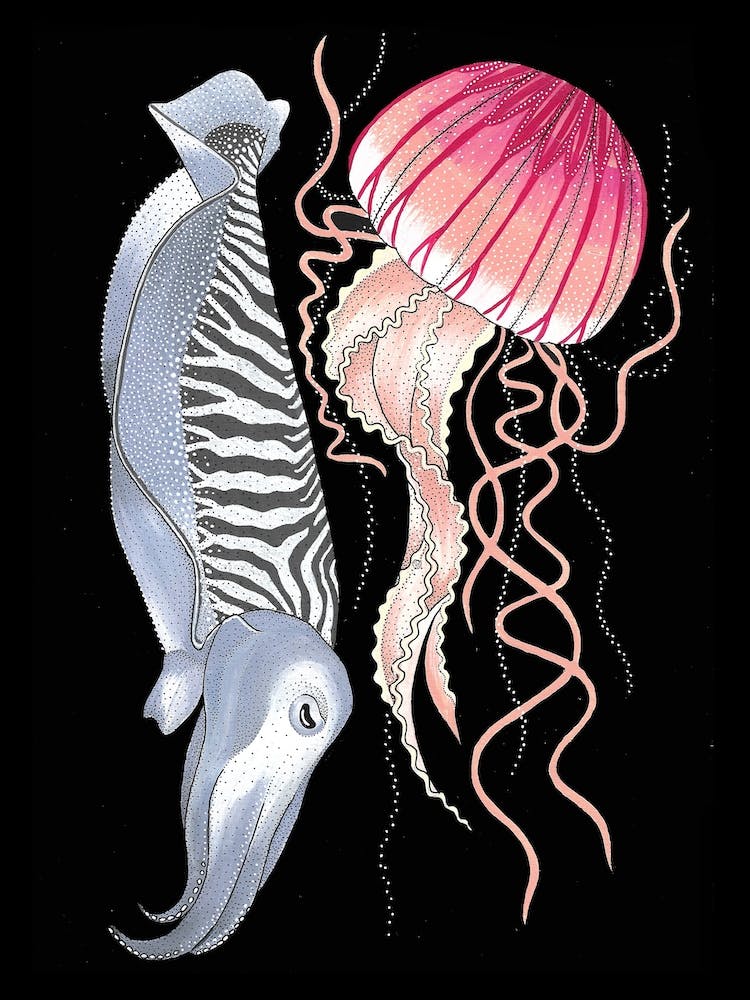 Jellyfish And Cuttlefish