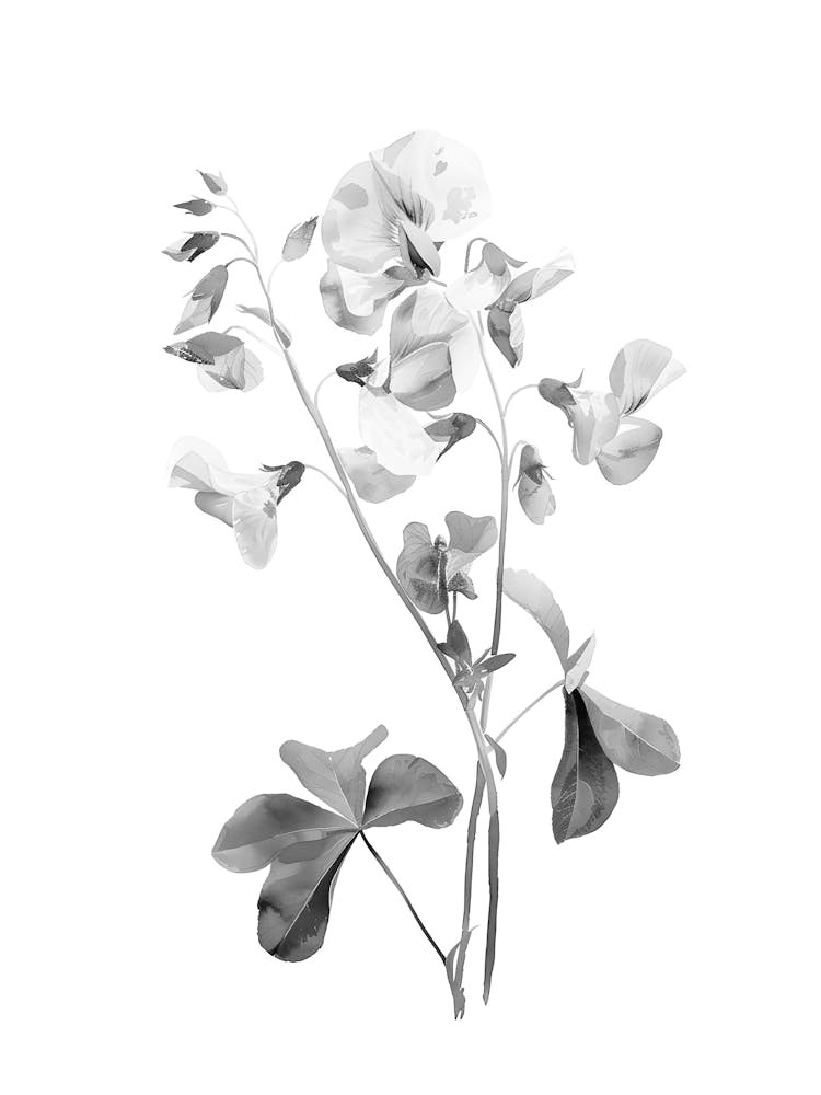 Sweet Peas