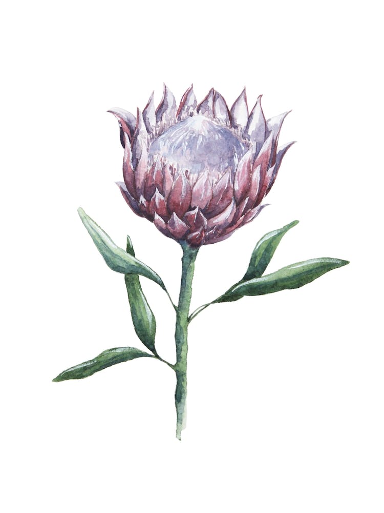 Watercolor Protea Bloom