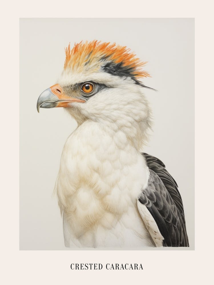 Vintage Bird Drawing Crested Caracara 1 Poster