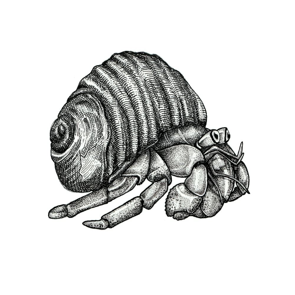 Hermit Crab no. 1 Black and White Ink Illustration 1